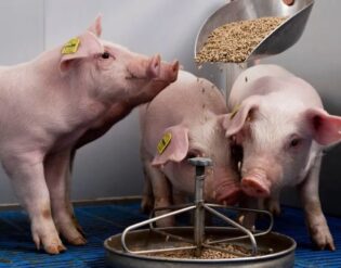 корм для свиней по доступным ценам