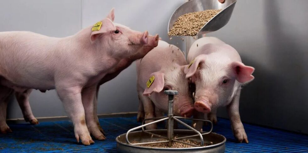 корм для свиней по доступным ценам