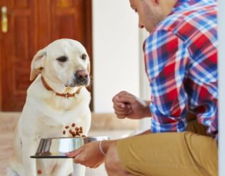 Рекомендации по созданию питания для собак