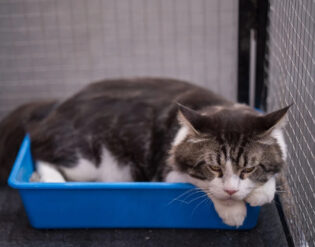 кот сидит в своем лотке