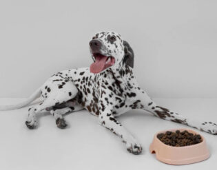 сухой корм и собака далматинец