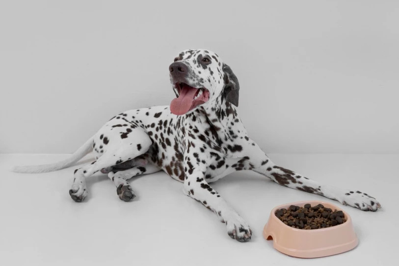 сухой корм и собака далматинец